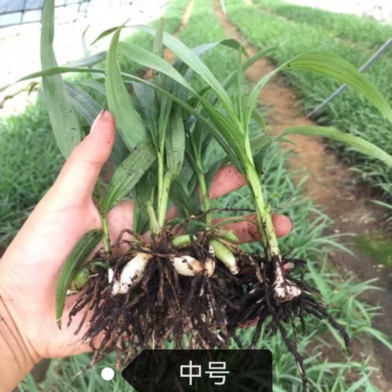 白芨驯化苗