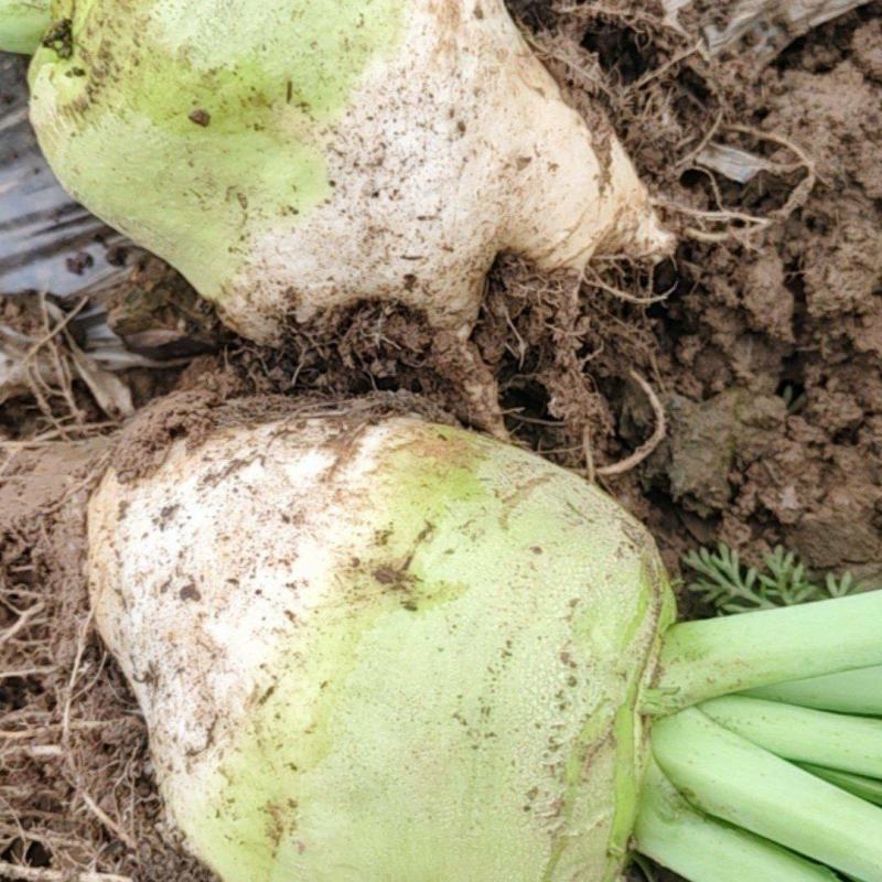 【基地直发】芥菜头辣疙瘩供货量大质量保证欢迎咨询