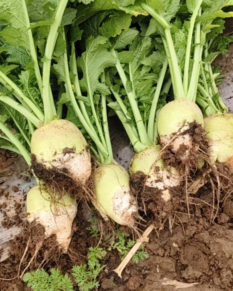 【基地直发】芥菜头辣疙瘩供货量大质量保证欢迎咨询