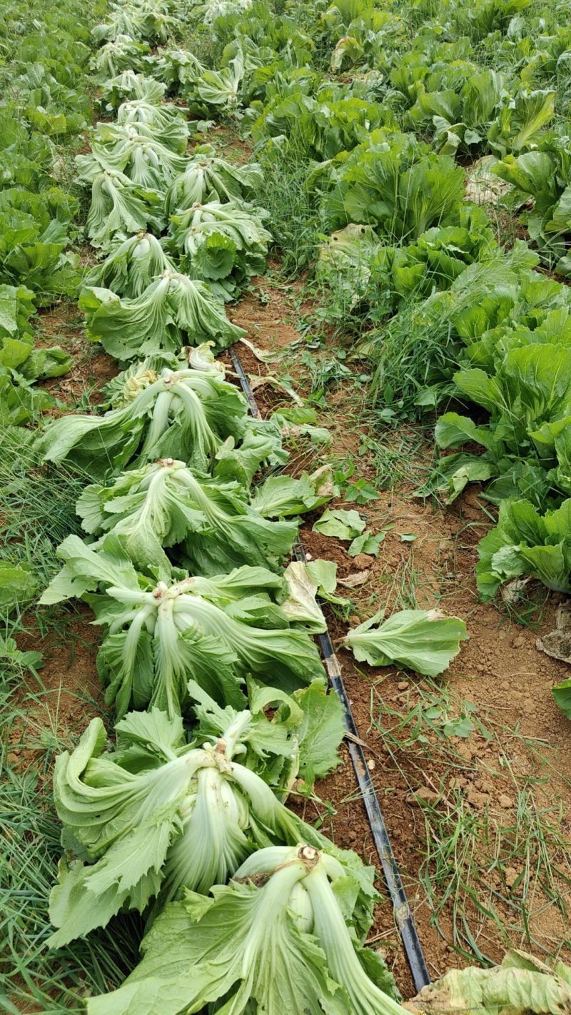 【基地直发】芥菜头辣疙瘩供货量大质量保证欢迎咨询