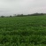 【基地直发】芥菜头辣疙瘩供货量大质量保证欢迎咨询