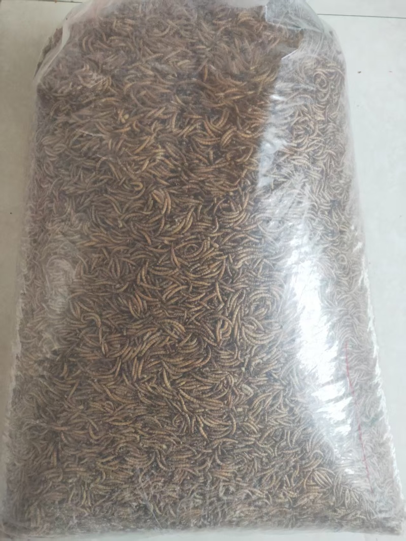黄粉虫干，面包虫干批发零售