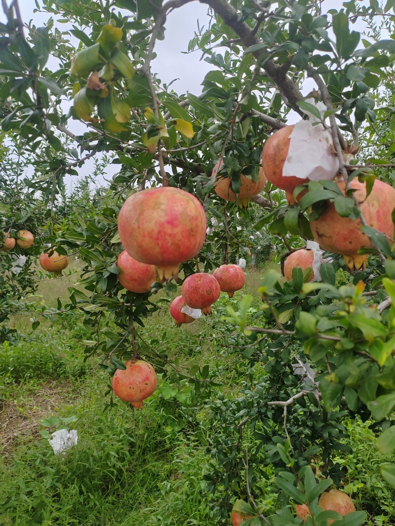 正宗丹江水突尼斯软籽石榴美味可口多汁个大饱满