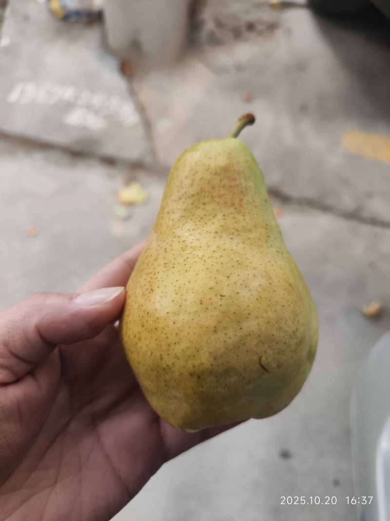 梨，津香蜜梨，比甘蔗还甜的梨。放几天又软又香又甜，没有渣