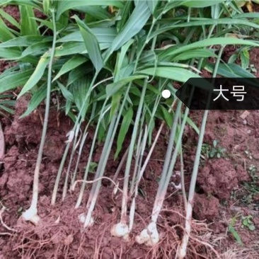 优质黄精苗耐寒，多花黄精两公分以上