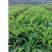 优质黄精苗耐寒，多花黄精两公分以上