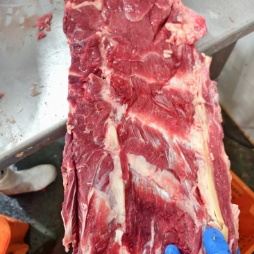 牛羽骨