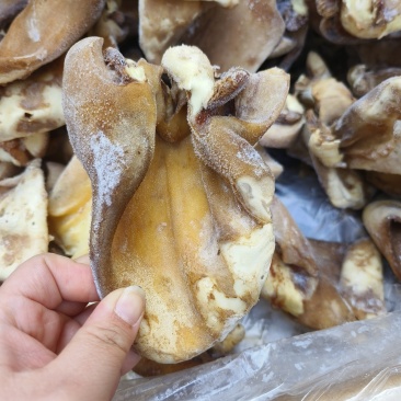 火烧毛牛耳片