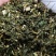青蒿新货青蒿段批发零售量大优惠