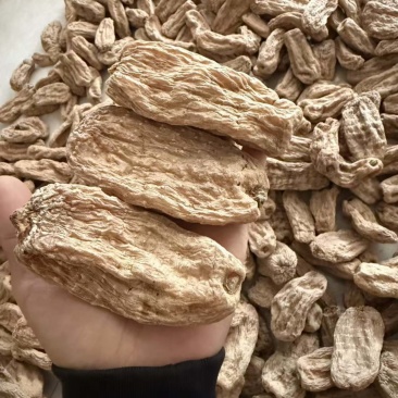 林下种植全干纯无硫乌红杂交干天麻,质量保证
