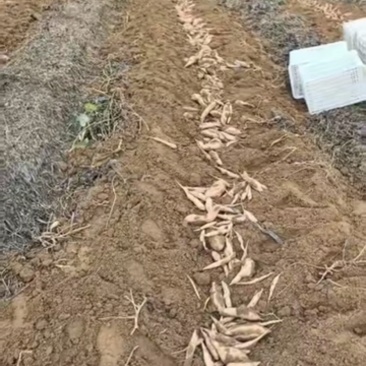 哈密冰糖心红薯