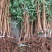 四川优质蜂糖李子苗品种优良免费提供种植技术