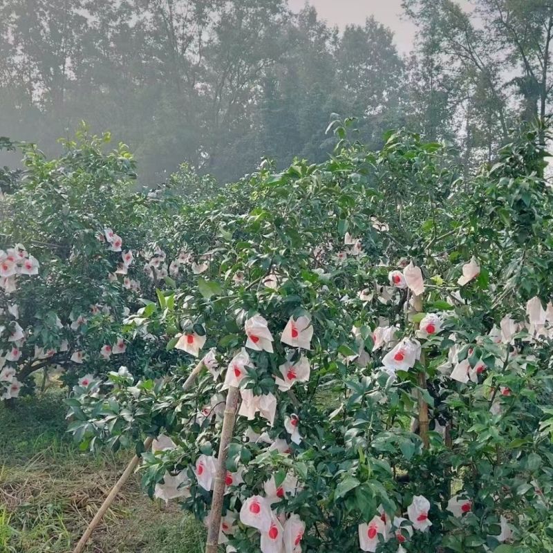 爱媛橙可以吸的果冻橙，水分足甜度高，大量有货欢迎合作