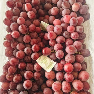 甘肃敦煌小白框精品红提葡萄色泽鲜艳靓丽颗粒均匀饱满口感好