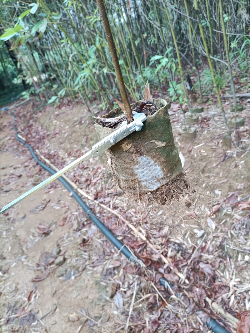 地径0.5公分以上木荷无纺布杯苗