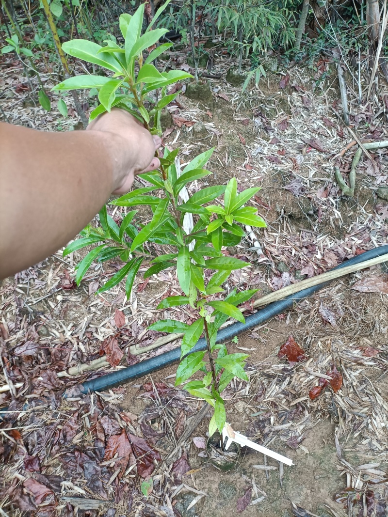 地径0.5公分以上木荷无纺布杯苗