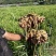 云南红河精品小黄姜/三包服务/量大价优/可视频看货