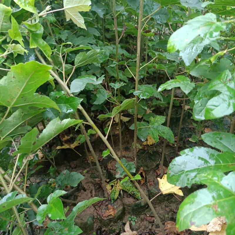 地径0.5公分以上枫香杯苗