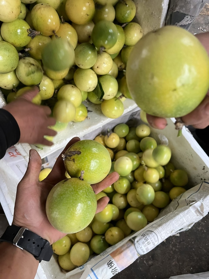 云南钦蜜9号百香果