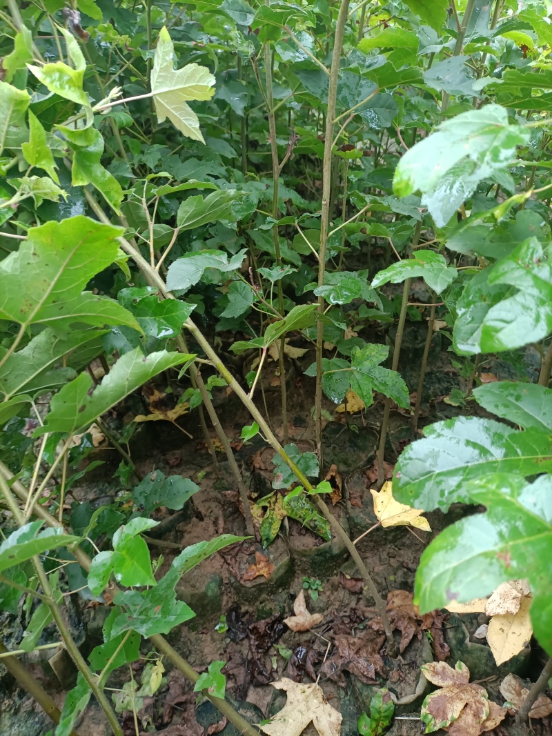 地径0.5公分以上枫香杯苗