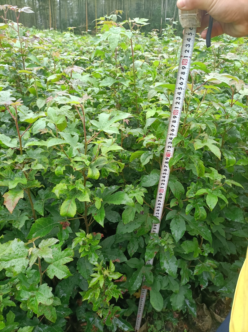地径0.5公分以上枫香杯苗