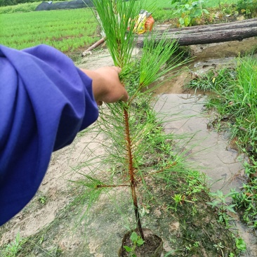 高50公分以上湿地松杯苗