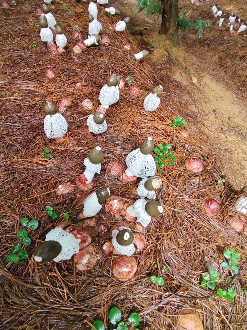 织金竹荪