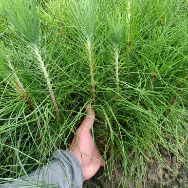 高20公分以上湿地松地苗