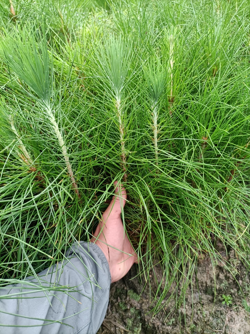 高20公分以上湿地松地苗