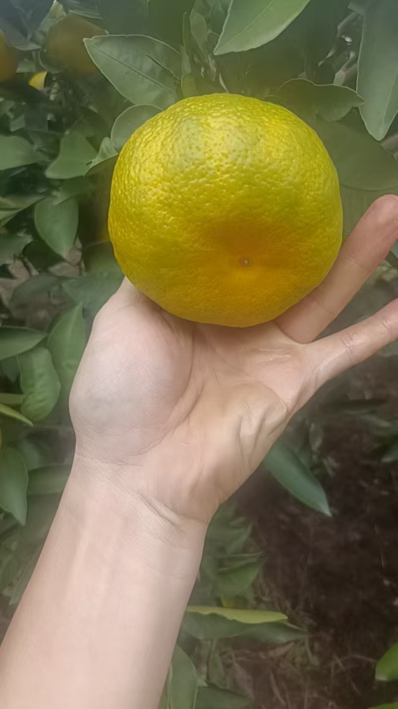 四川蜜桔，皮薄化渣，汁水充，足甜度适口。