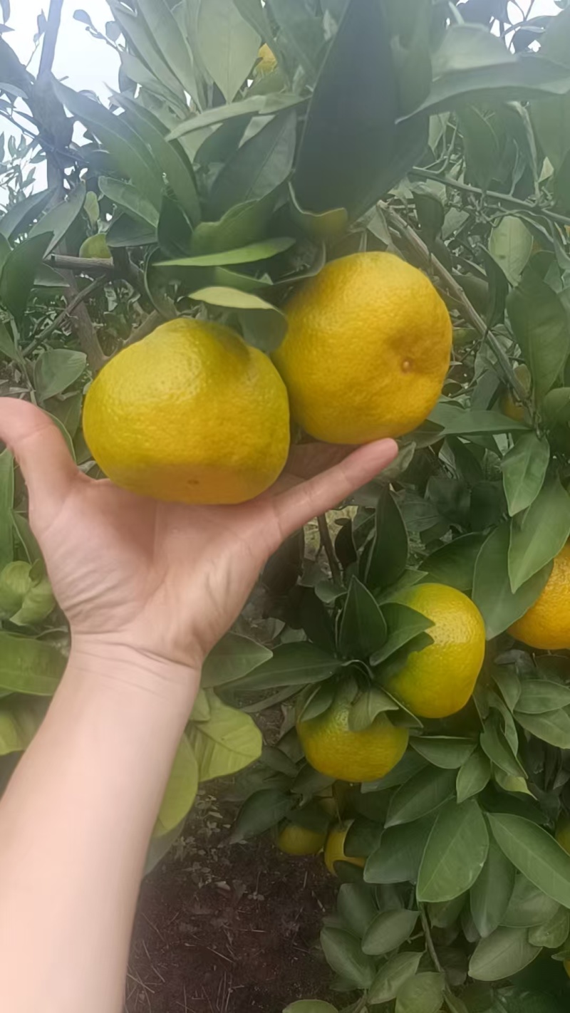 四川蜜桔，皮薄化渣，汁水充，足甜度适口。