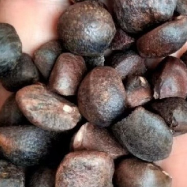 油茶果，湖北野生油茶果，老树皮薄出油率高油质好。