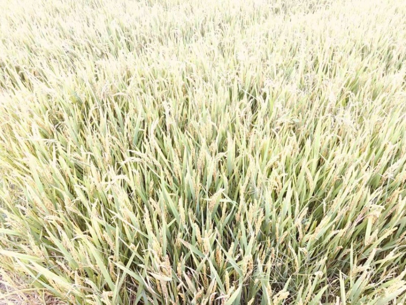 水稻干稻基地直发诚信经营对接各大商超全国发货