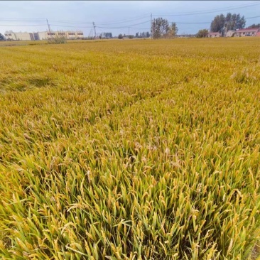 水稻干稻基地直发诚信经营对接各大商超全国发货