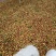 油茶果，湖北野生油茶果，老树皮薄出油率高油质好。