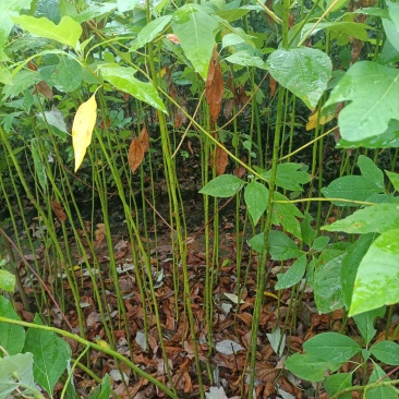 地径0.5公分以上檫木杯苗