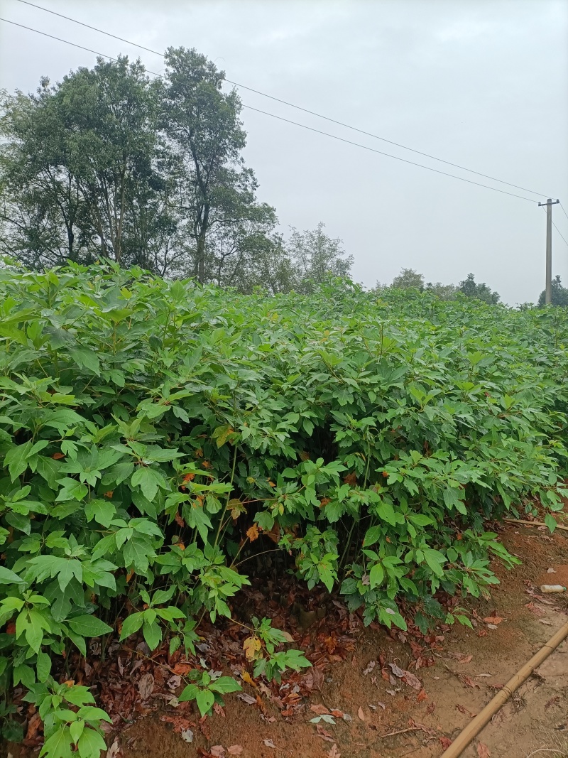 地径0.5公分以上檫木杯苗