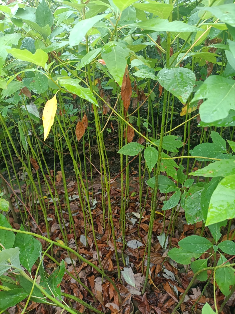 地径0.5公分以上檫木杯苗