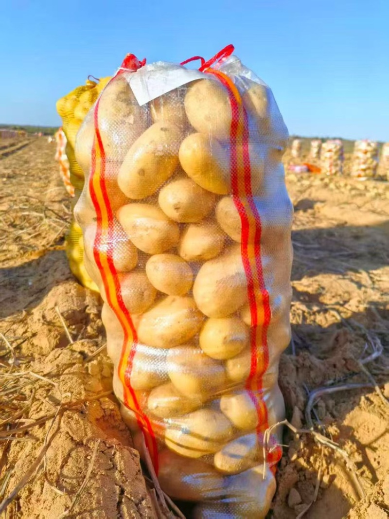 陕西榆林土豆大量有货品质保证服务周到价格美丽