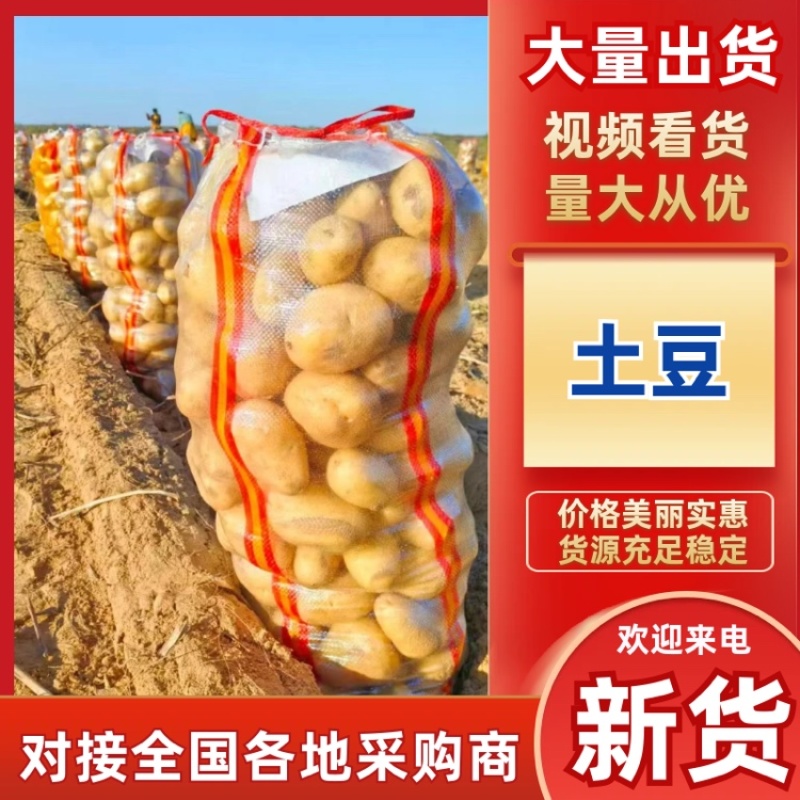 陕西榆林土豆大量有货品质保证服务周到价格美丽