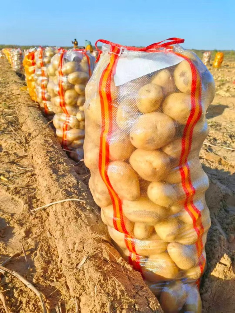 陕西榆林土豆大量有货品质保证服务周到价格美丽