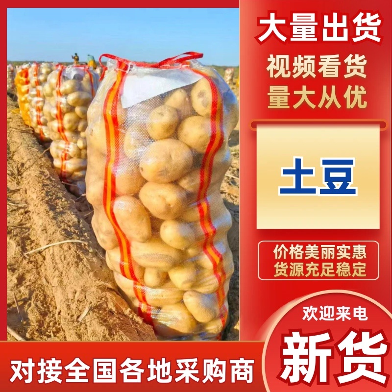 陕西榆林土豆大量有货品质保证服务周到价格美丽