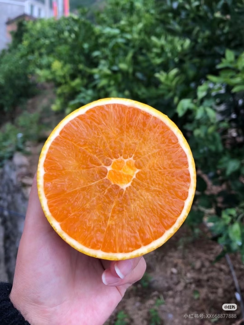 湖北宜昌九月红脐橙皮薄多汁超甜，对接超市电商各大平台
