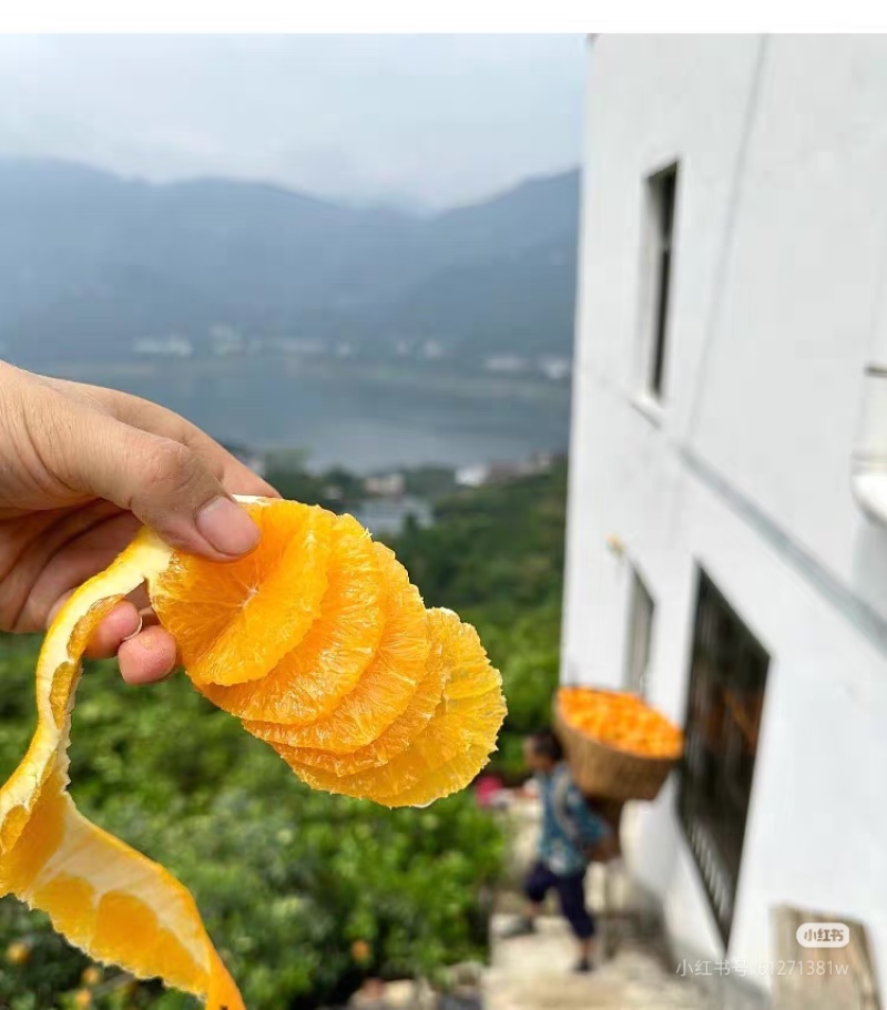 湖北宜昌九月红脐橙皮薄多汁超甜，对接超市电商各大平台