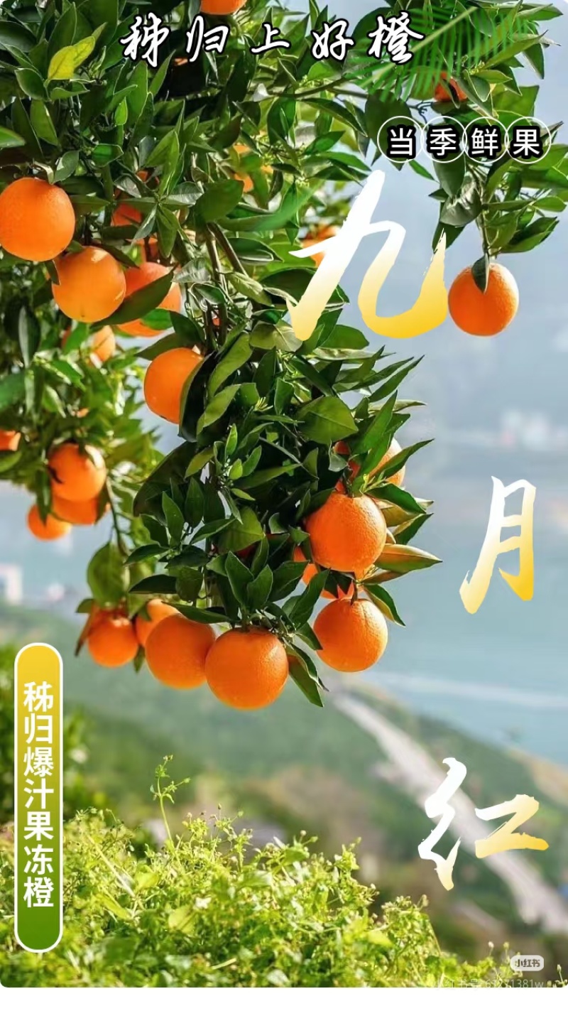 湖北宜昌九月红脐橙皮薄多汁超甜，对接超市电商各大平台