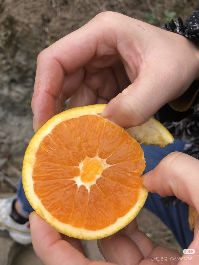 湖北宜昌九月红脐橙皮薄多汁超甜，对接超市电商各大平台