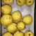 山西隰县金密梨