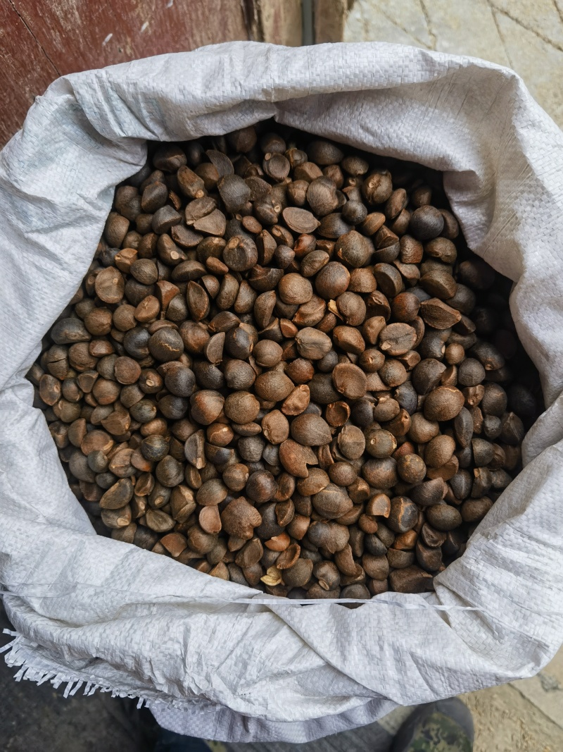 油茶鲜果，量大货好价优，品质保证，欢迎各地来电咨询
