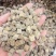 怀牛膝牛膝牛夕纯正无硫怀牛膝中药材批发