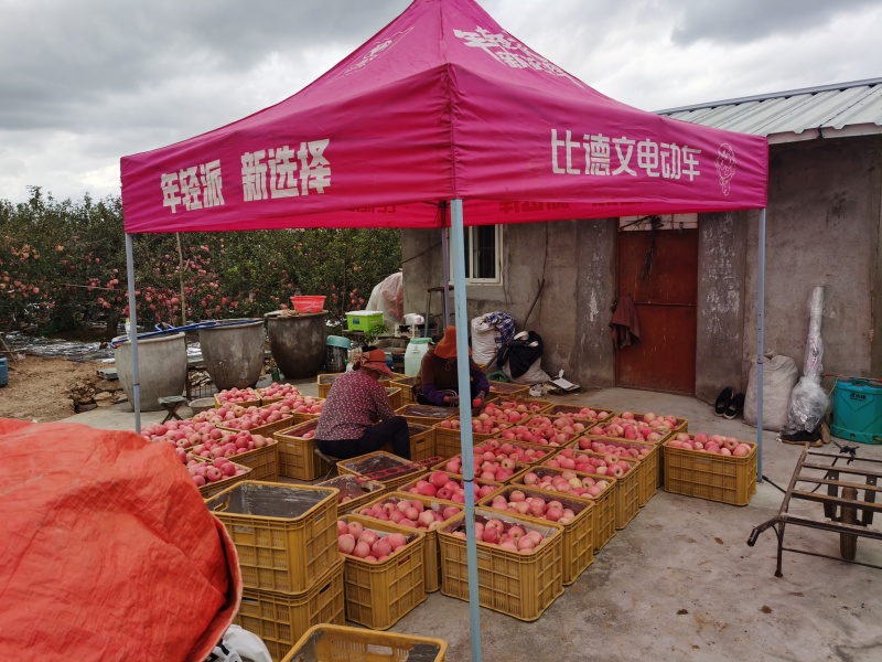 山东红富士苹果